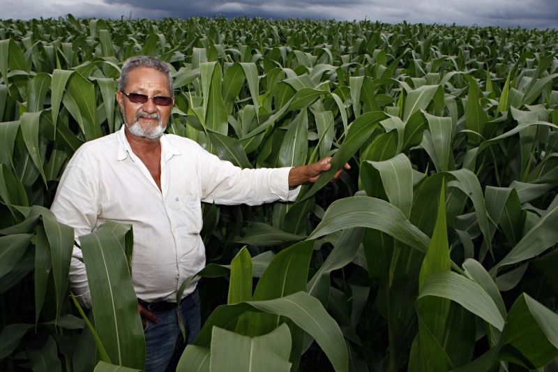 Com milho na altura dos ombros em ano bom de chuva, Luiz Domingues encerra plantio de 2,2 mil hectares de grãos | Christian Rizzi/gazeta Do Povo