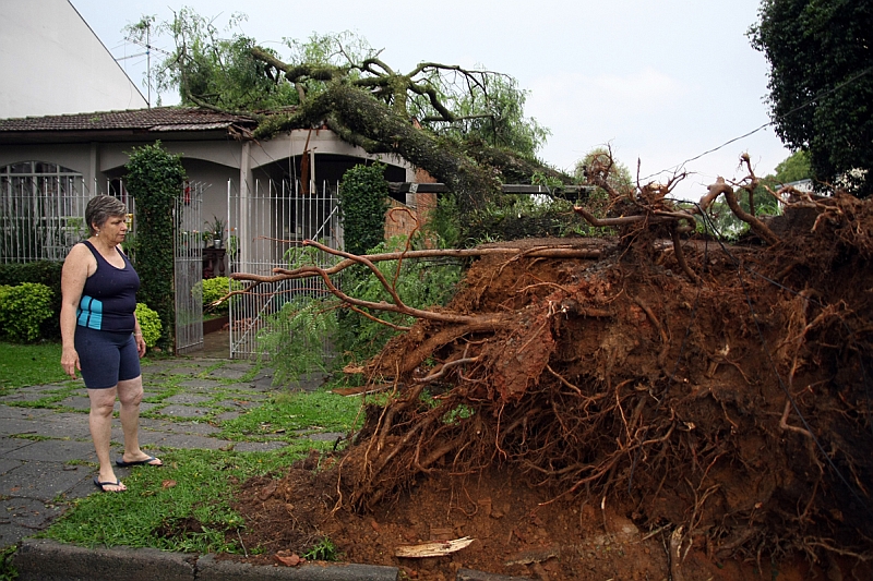 Moradora observa árvore que caiu em sua casa após forte temporal em Curitiba, neste sábado | André Rodrigues/ Gazeta do Povo
