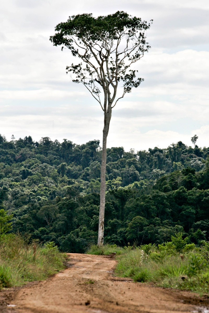 Reserva legal excedente pode ser comercializada | Henry Milléo/ Gazeta do Povo