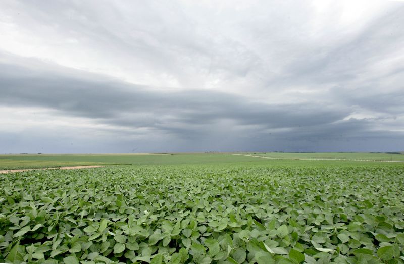 Lavoura de soja deve atingir a cifra de R$ 100 bilhões em 2013, marca jamais atingida no país | Jonathan Campos/ Gazeta do Povo