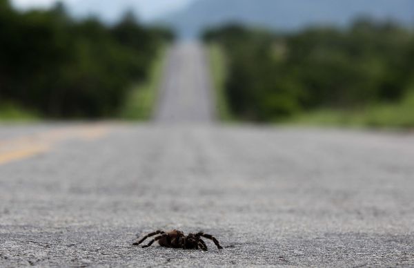 Caranquejeira do asfalto: uma aranha caranguejeira ignora risco de morte e atravessa rodovia no Cerrado. Clima tropical favorece insetos | Christian Rizzi/gazeta Do Povo