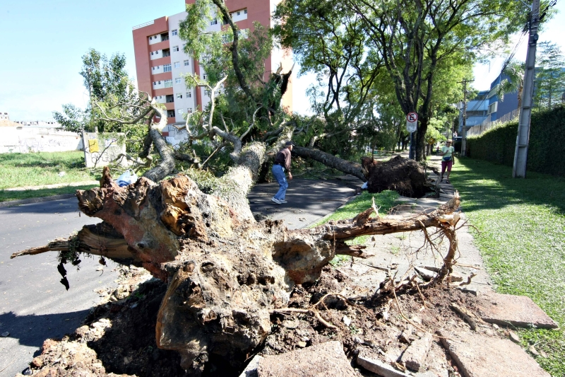 A Rua Eduardo Geronasso, no Boa Vista, ainda estava fechada ontem pela queda de duas árvores | Aniele Nascimento/ Gazeta do Povo
