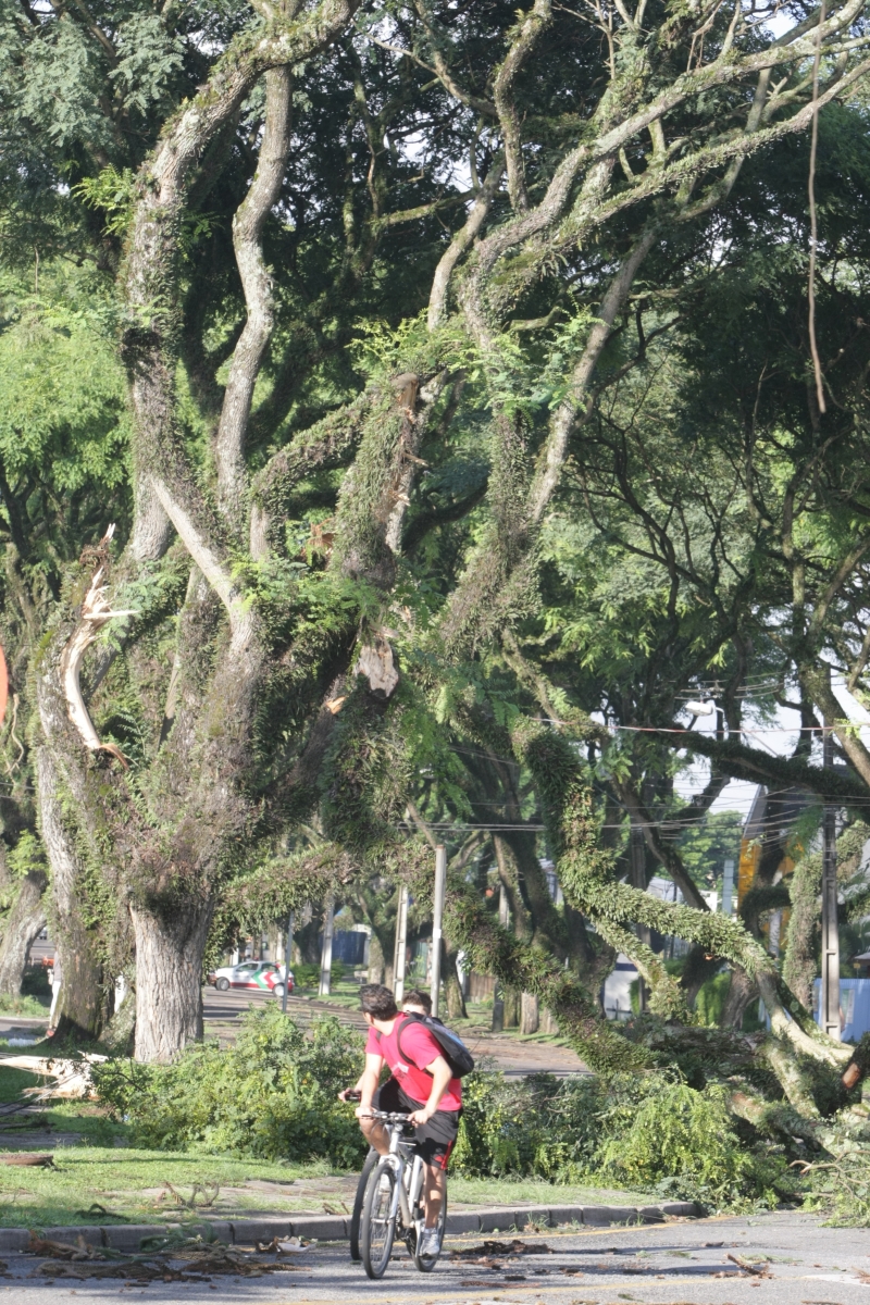 Ciclista muda de rota ao ver árvores caídas em Curitiba | Aniele Nascimento/ Gazeta do Povo