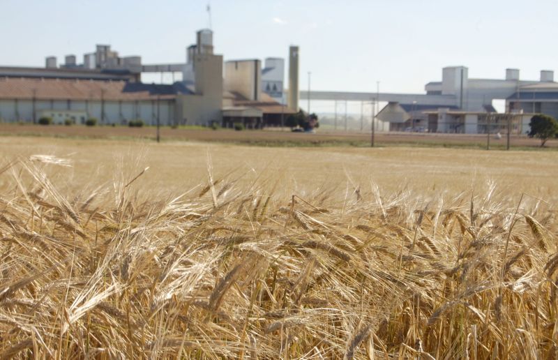 Lavouras rendem 1 mil quilos a menos do que um ano atrás | Divulgacao/agraria