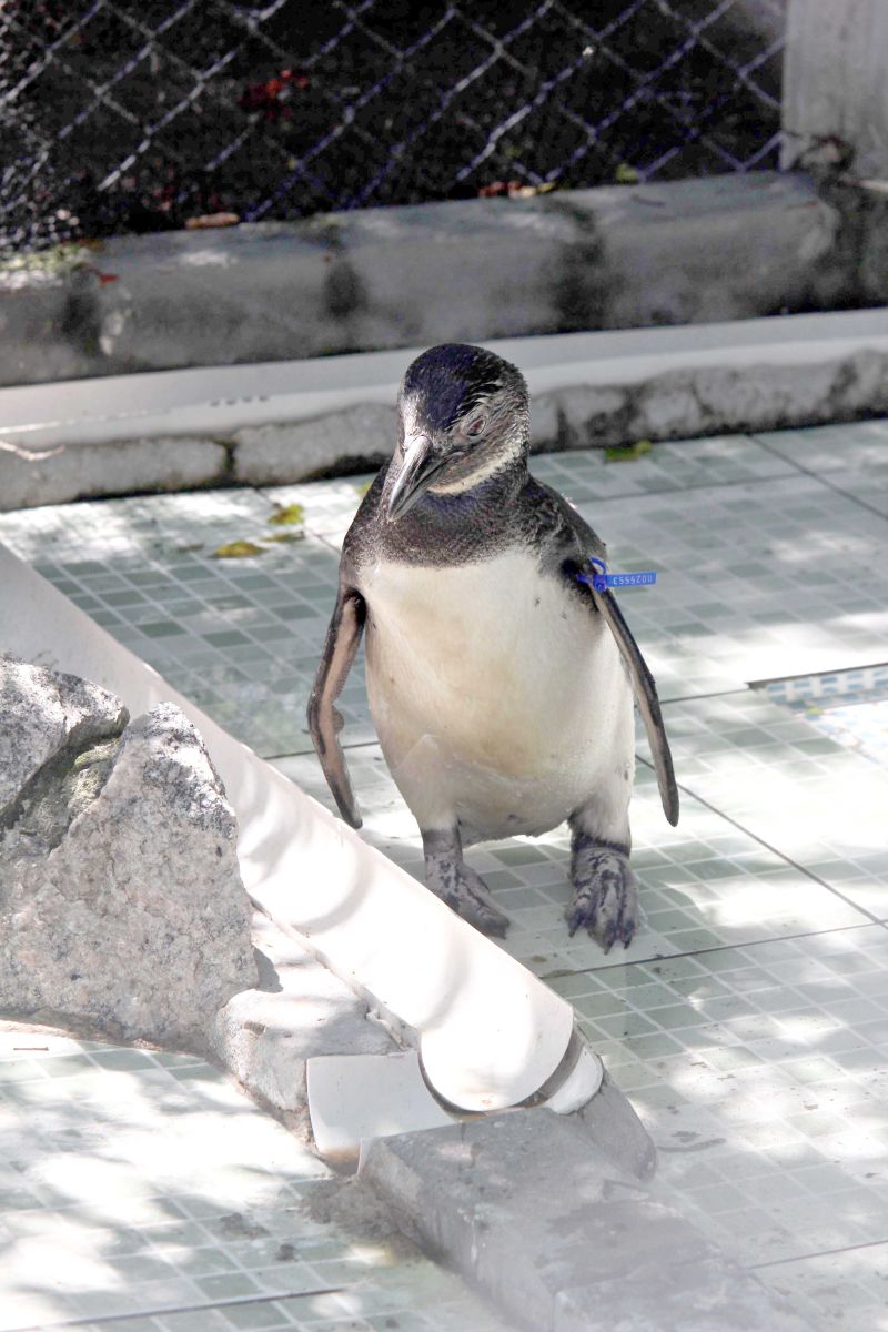 Animal, chamado de Quasímodo, tem problema na coluna | Walter Alves/Gazeta do Povo