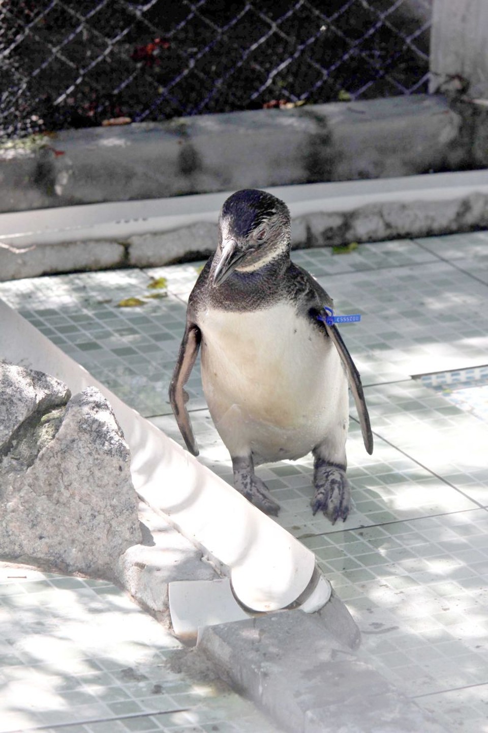 Pinguim vive em Pontal do Paraná Animal, chamado de Quasímodo, tem problema na coluna | Walter Alves/Gazeta do Povo