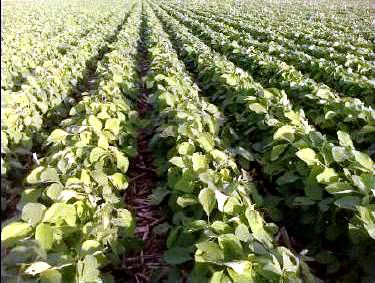 Pampas argentinos: em 18 anos a produção no país avançou 384% ao chegar perto de 60 milhões de toneladas | Christian Rizzi / Gazeta Do Povo