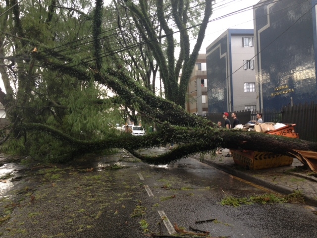 Danielle Valenzuela mandou imagem da Rua Nicarágua, no Bacacheri, que ficou bloqueada por causa da queda de uma árvore | Danielle Valenzuela