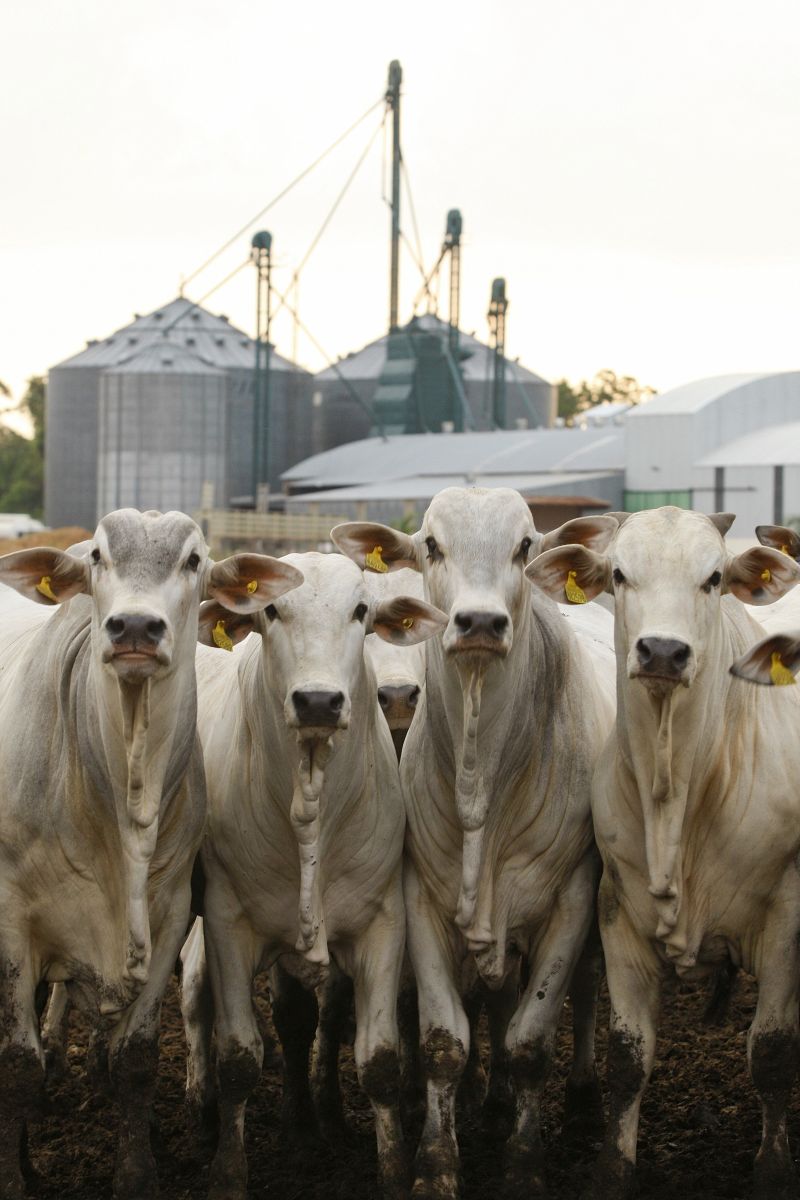 Paraná poderá voltar a exportar para a Rússia | Hugo Harada/ Gazeta do Povo