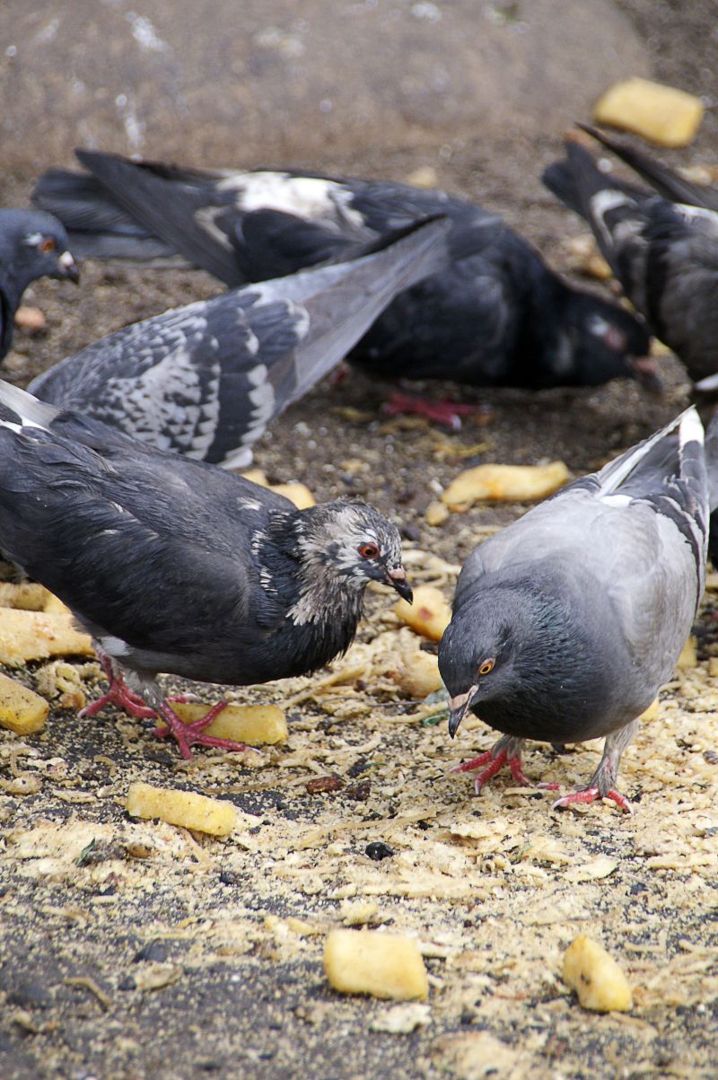 Superpopulação de pombos traz riscos à saúde pública | Marco André Lima/ Gazeta do Povo