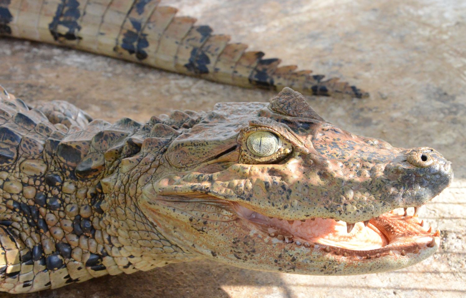 O filhote, típico do Pantanal, tem 60 centímetros e pesa cinco quilos | Divulgação/Polícia Ambiental