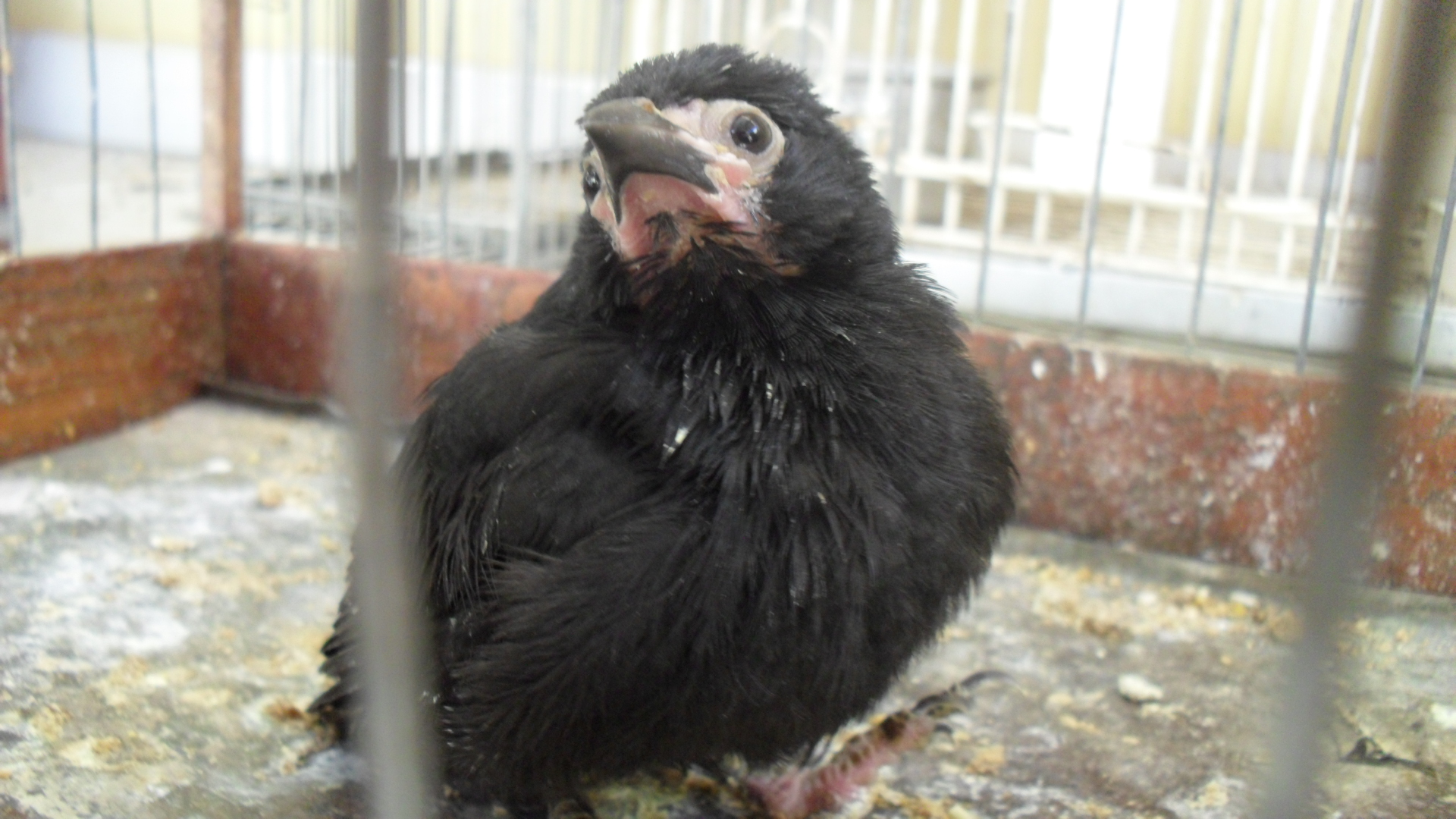 Entre as aves apreendidas estava um filhote de pássaro-preto, com ferimentos no bico e na pata | Divulgação / Polícia Ambiental de Umuarama