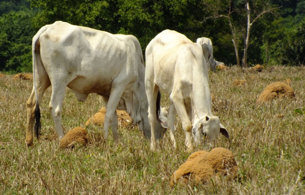 Produtores estariam enviando gado ao abate antecipadamente por temer problemas com alimentação dos animais. |