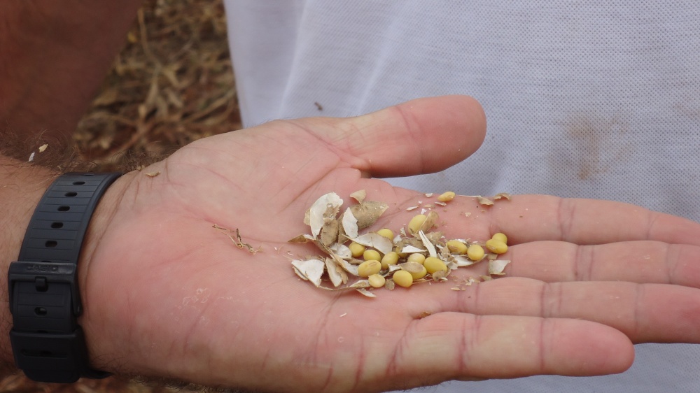 Soja ruim está sendo colhida primeiro e vem de lavouras que mais sofreram com falta de chuva. | Dany Corraªa/famasul/gazeta Do Povo