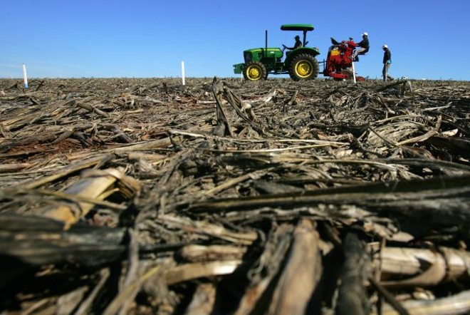 Palhada cobre o solo na fazenda Mutuca, em Arapoti |
