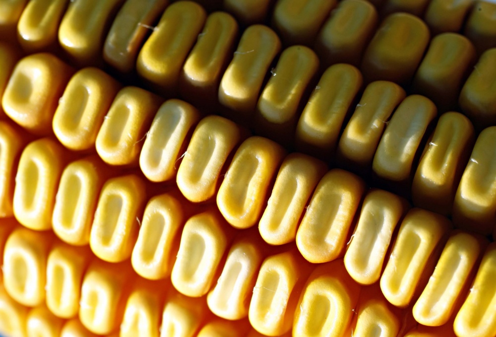 | Christian Rizzi/gazeta Do Povo