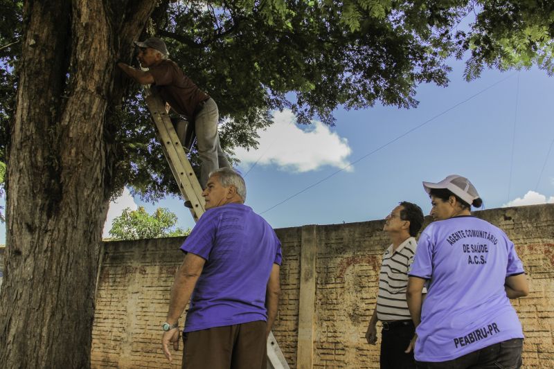 Em Peabiru, o prefeito (camisa listrada) encontrou criadouros no interior de árvores | Carlos Ohara/ Gazeta do Povo