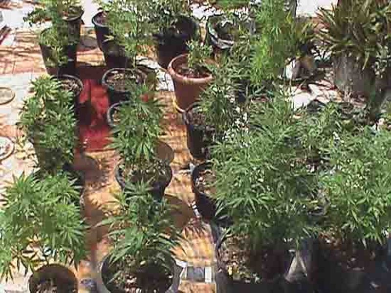 Planta era cultivada na laje | Divulgação/ Dise