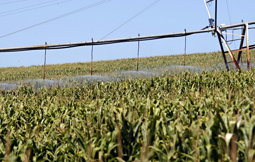 Só irrigação salva o milho em regiões que estão sem chuva desde 3 de janeiro | Foto: Christian Rizzi/gazeta Do Povo