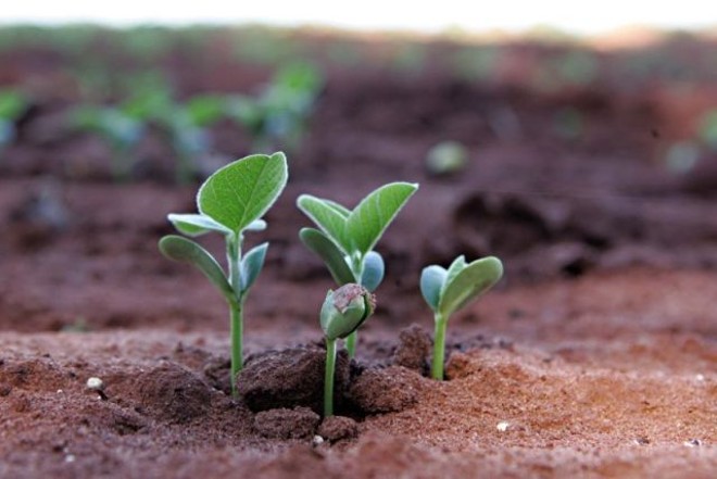 Solo arenoso expõe plantas a risco ampliado de erosão |