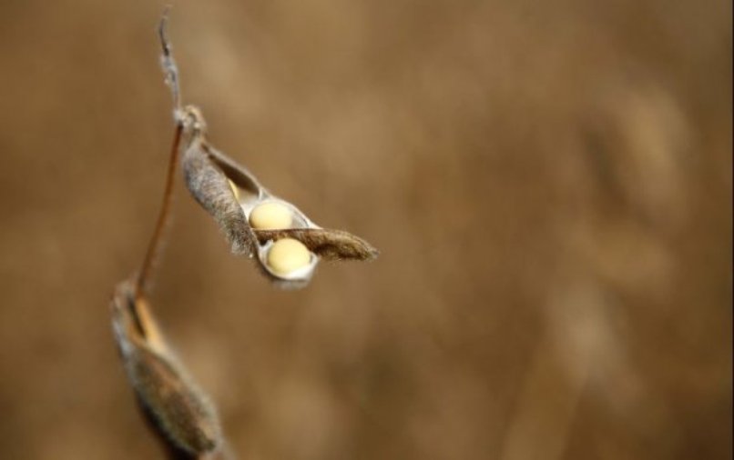 Volume de chuva já garantiu a safra até o final do mês: planta precisa de 4 milímetros de água por dia | Henry Milléo / Arquivo Gazeta do Povo