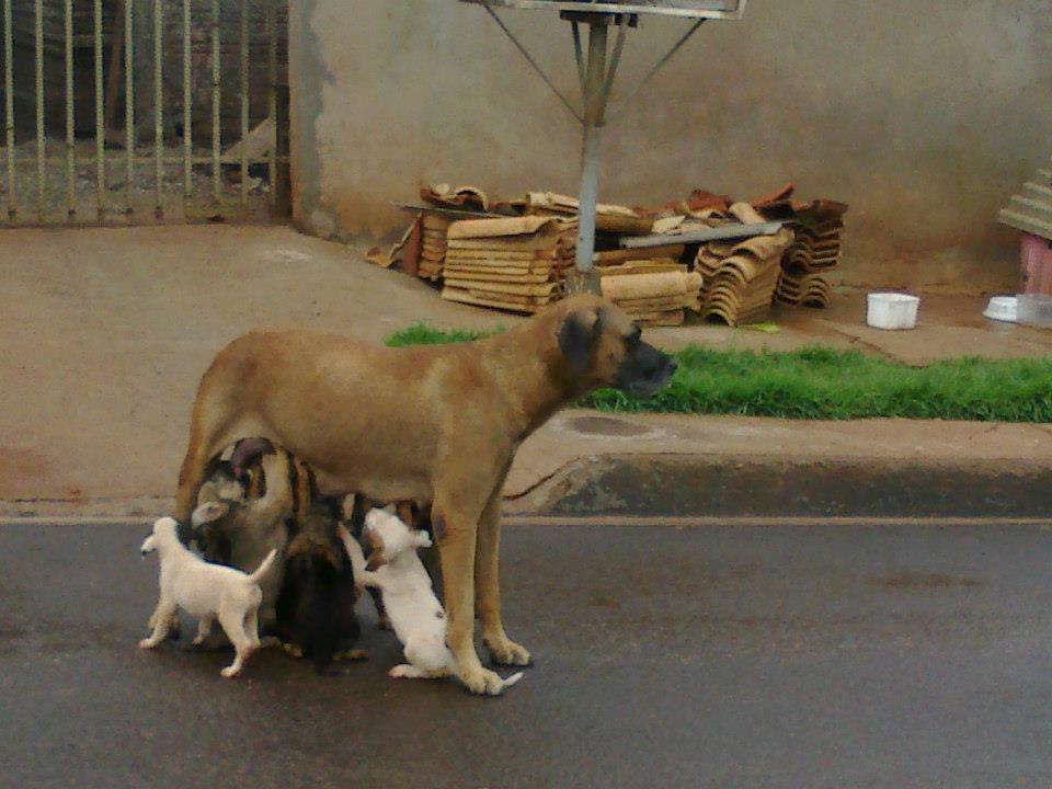 Animais não se importavam com a movimentação dos automóveis na rua | Arquivo pessoal