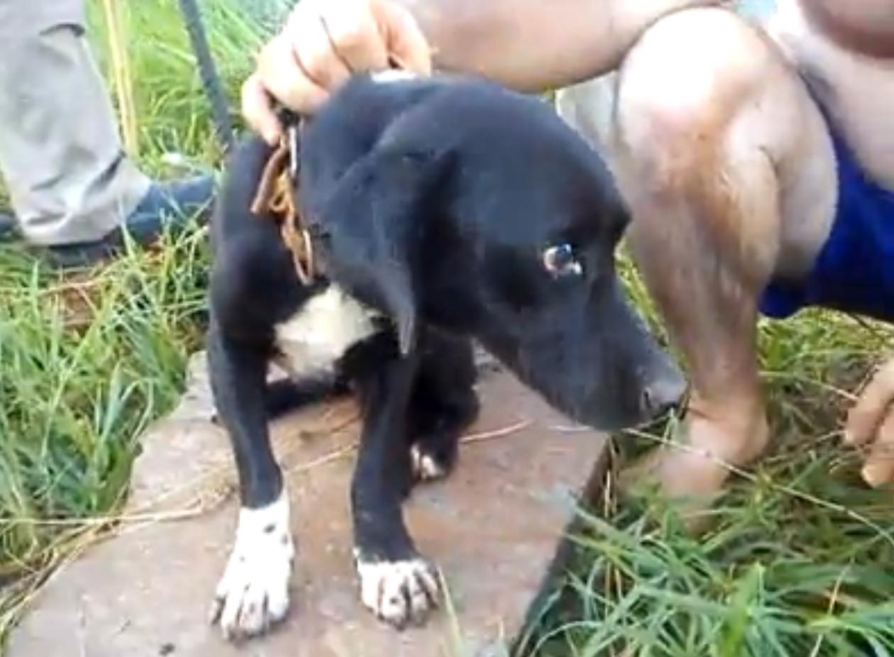 Resgate do animal foi filmado e durou aproximadamente 3 horas; cãozinho foi entregue aos donos | Reprodução