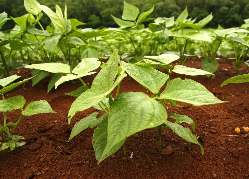 O método, desenvolvido em parceria com cientistas das universidades de Cambridge e de Leeds, envolve a instalação de minúsculos painéis solares em micro-organismos para captar a luz solar e executar a produção de hidrogênio | Hugo Harada/Agência de Notícias Gazeta do Povo