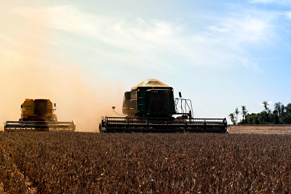 Áreas que foram plantadas primeiro atravessaram mais de um mês sem chuva e estão sendo colhidas na poeira. | Christian Rizzi/gazeta Do Povo