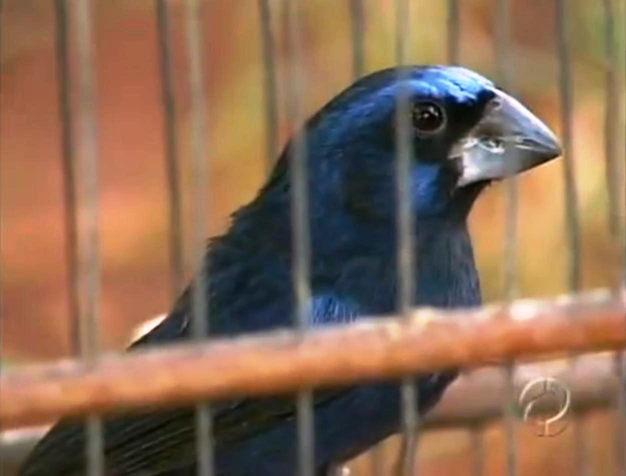 No caso da especie azulão, ameaçada de extinção, o valor da multa é maior: R$ 5 mil por ave | Reprodução / RPC TV Maringá