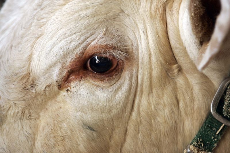 Brasil nega a ocorrência de encefalopatia, e conta com apoio de organização internacional | Henry Milleo/ Gazeta do Povo