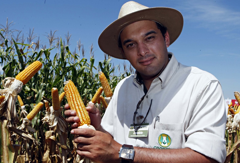 O agrônomo Zenobio Francisco Festa Jr. espera 100 produtores por dia em estande que apresenta, entre outras tecnologias, milho de inverno que permite plantio durante todo o mês de fevereiro. Essa flexibilidade deixaria o produtor menos preocupado em antecipar o plantio da soja, estratégia que coloca a oleaginosa em risco | Christian Rizzi/gazeta Do Povo