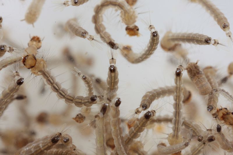 Novo vírus pode desencadear epidemia | Daniel Castellano/ Gazeta do Povo