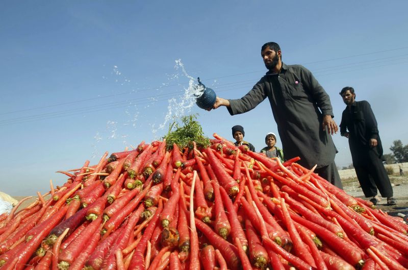 Vendedor joga água sobre pilha de cenouras enquanto aguarda pelos compradores nos arredores de Jalalabad, no Afeganistão | REUTERS/ Parwiz