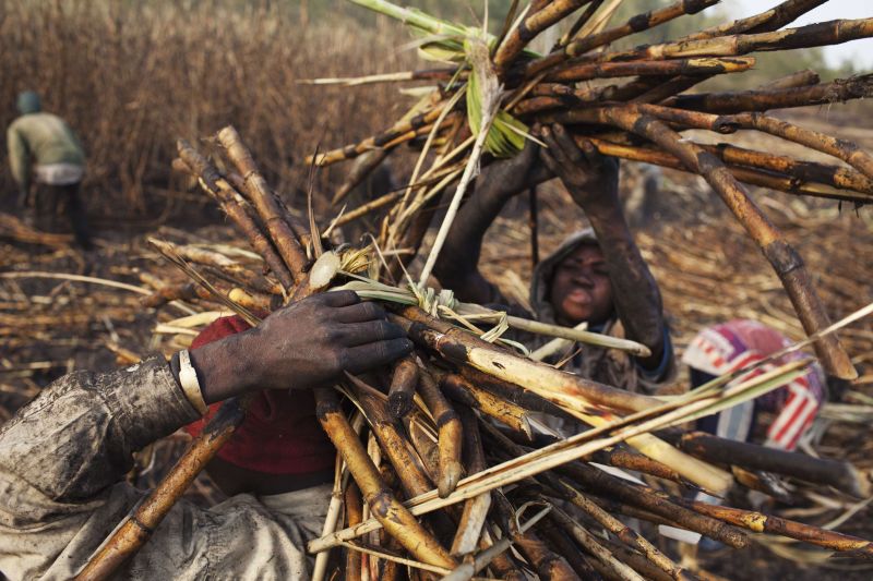 Homens trabalham em plantação de cana em Siribala, no Mali | REUTERS/Joe Penney