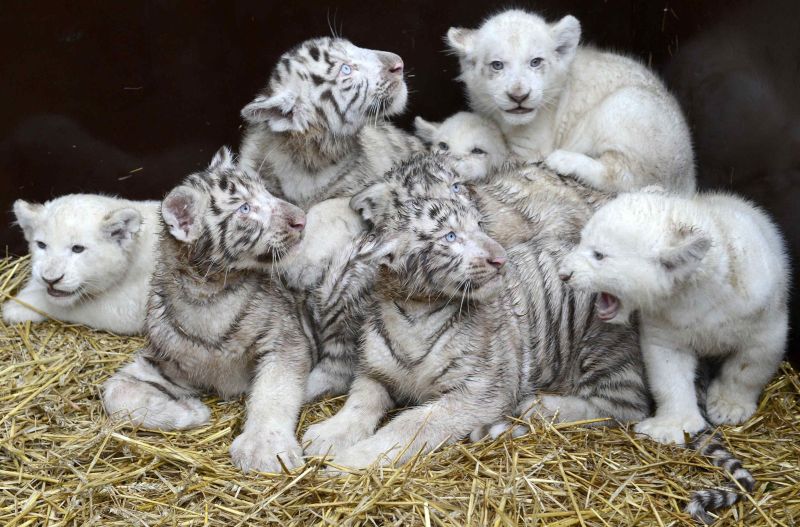 Filhotes de leão branco e de tigre branco são fotografados juntos em parque de Hodenhagen, na Alemanha | REUTERS/Fabian Bimmer