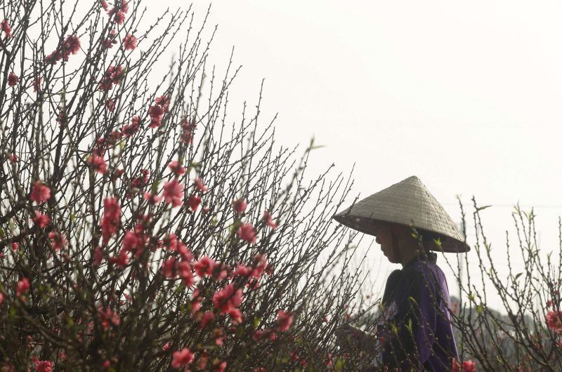 Agricultor caminha próximo a flores de pessegueiro em jardim na vila de Nhat Tan, em Hanói, Vietnã | REUTERS/China Daily