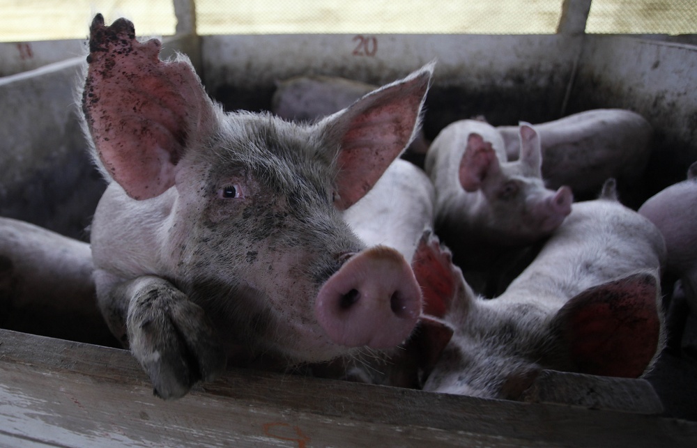 Principal comprador da carne brasileira, país suspendeu importações em março, alegando presença da bactéria Listeria monocytogenes. Setor acredita que barreira é tática comercial. | Jonathan Campos / Gazeta Do Povo