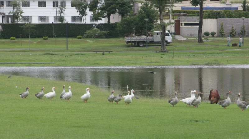 Parque Barigui, em Curitiba, alagado por causa da chuva da noite de terça-feira (26) | Ivonaldo Alexandre/Gazeta do Povo