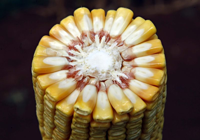 Espiga de milho com mais de 20 carreiras anunciam produtividade próxima de 10 mil quilos por hectare em Pato Branco. | Foto: Christian Rizzi/gazeta Do Povo