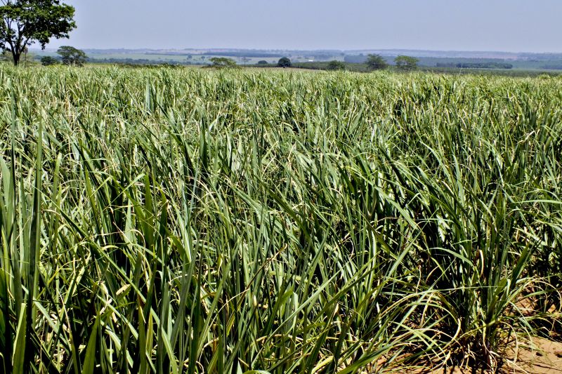 Lavoura de cana no interior de São Paulo: safras ruins prejudicaram rentabilidade | Arquivo
