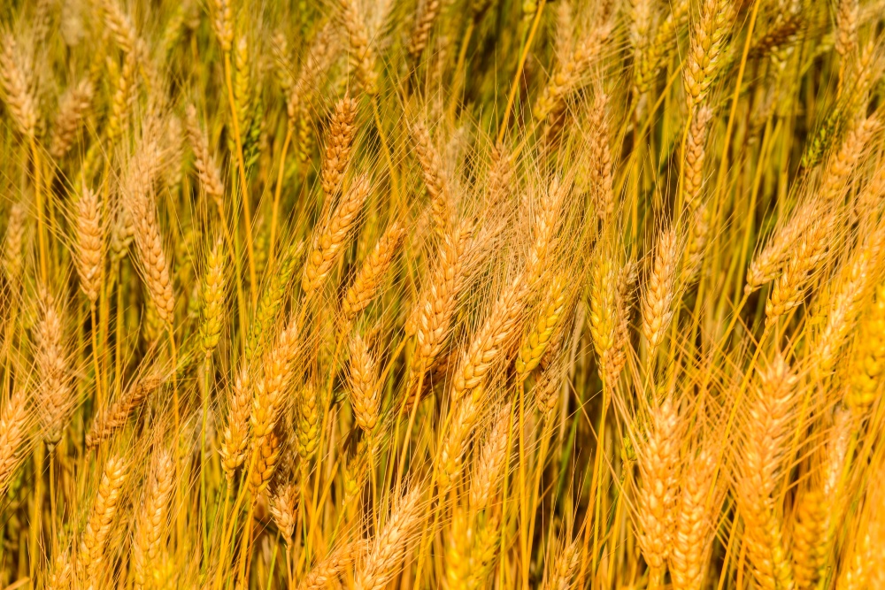 Brasil importa metade do consumo anual de trigo |