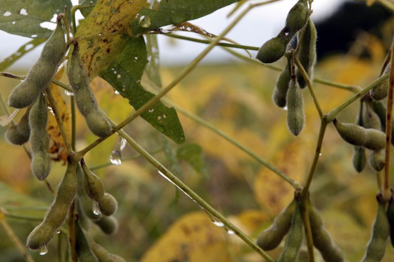 Plantação de soja após chuva em Maringá (PR). Royalties da tecnologia da soja RR1 cobrados nas duas últimas safras estão sendo questionados. | Foto: Walter Fernandes/gazeta Do Povo