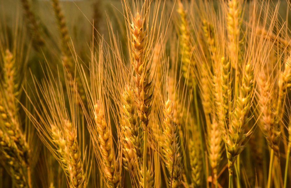 Trigo colhido no Brasil não foi suficiente para atender demanda da indústria, aumentando a necessidade de importações. | Antonio Costa