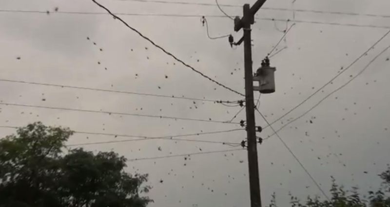 Teias se estendem por postes, fios de energia e árvores | Reprodução