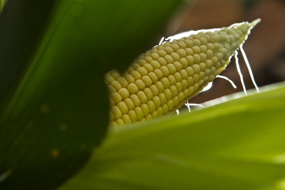 O milho safrinha deve encontrar mais dificuldades do que o cultivo de verão na foto acima. Janela ideal de plantio se encerra na segunda semana de abril e produtores temem que pode não haver mais tempo suficiente. | Marcelo Andrade / Gazeta Do Povo