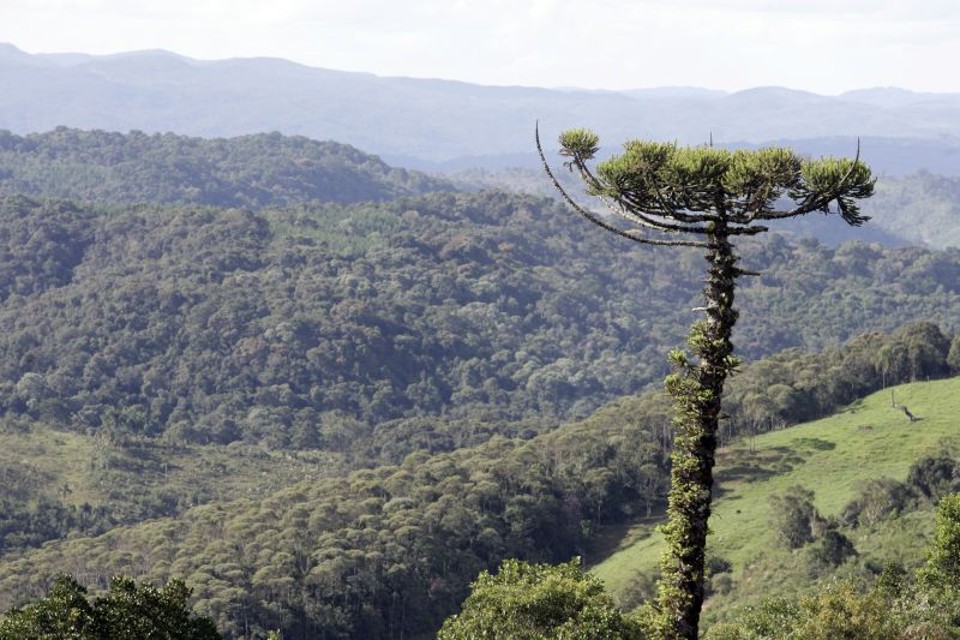 Unidade de conservação tem 21,2 mil hectares, tamanho semelhante ao do município de Colombo | Henry Milleo/ Gazeta do Povo