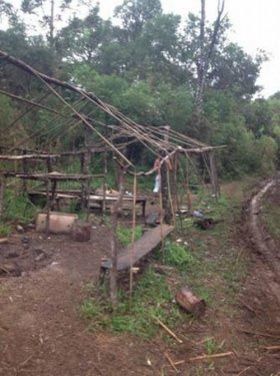 Grupo cortava erva-mate | Divulgação/ Polícia Federal