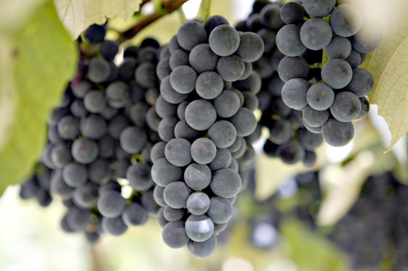 | Henry Milleo/Gazeta do Povo