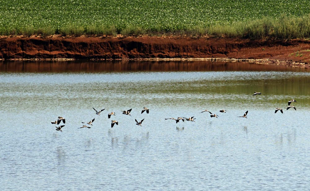 Aves habitam lagoas usadas na irrigação do milho na região de Cruz Alta (RS) são habitadas. O Rio Grande do Sul tenta ampliar as áreas irrigadas, mas projetos para áreas de menos de 50 hectares ainda são considerados inviáveis. | Christian Rizzi/gazeta Do Povo